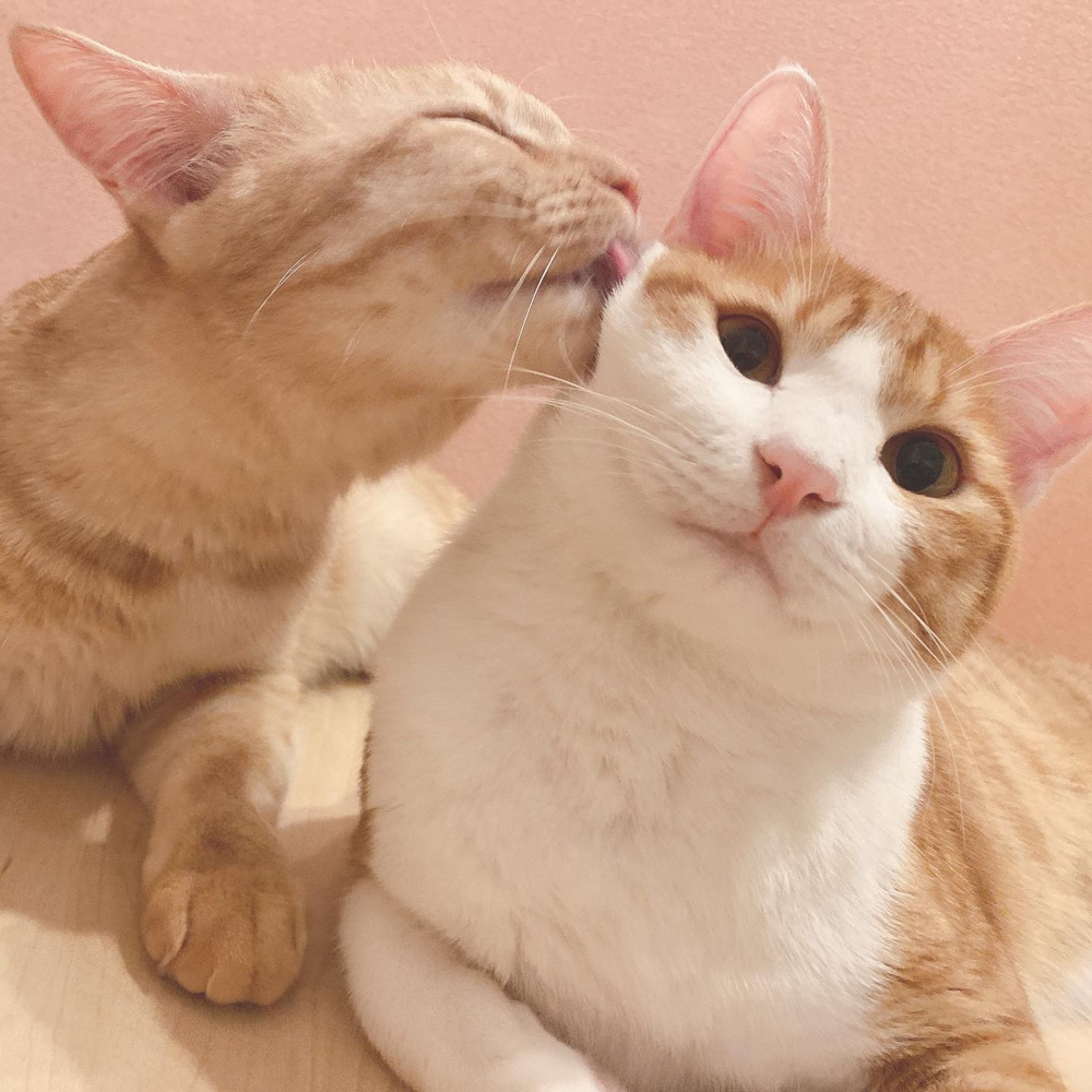 「我が家の３匹の猫たち」の画像