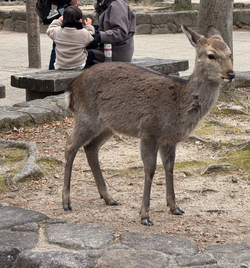 新年一発目☆宮島の厳島神社へ行きました。の画像