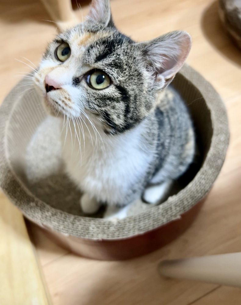 「年末に子猫を保護しました！」の画像