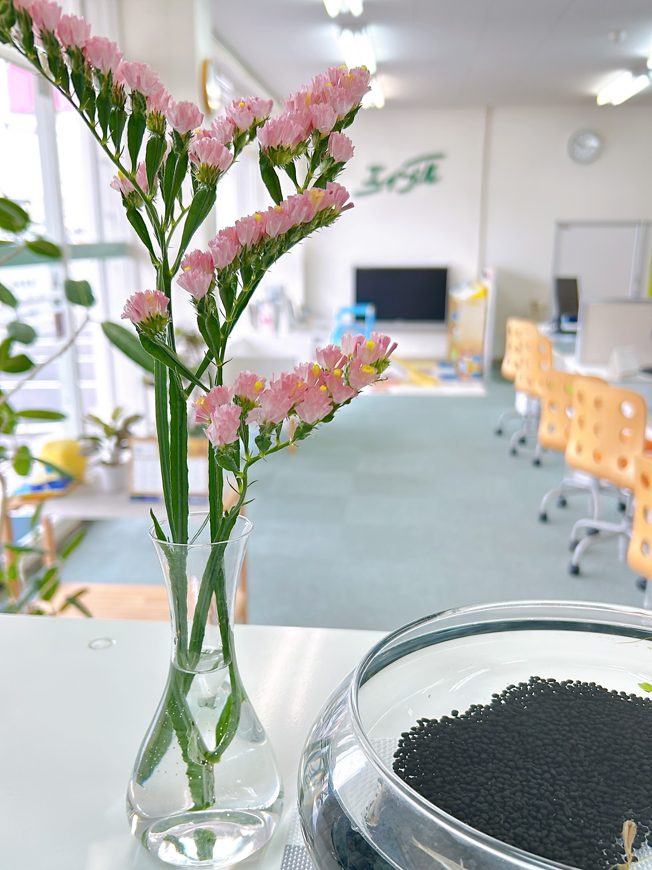 スターチスをお迎えしました！の画像