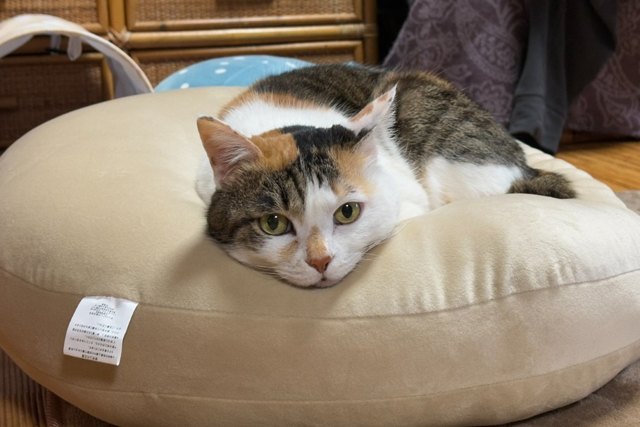 スタッフのペット通信♪【新しい生活にも慣れました♪】の画像