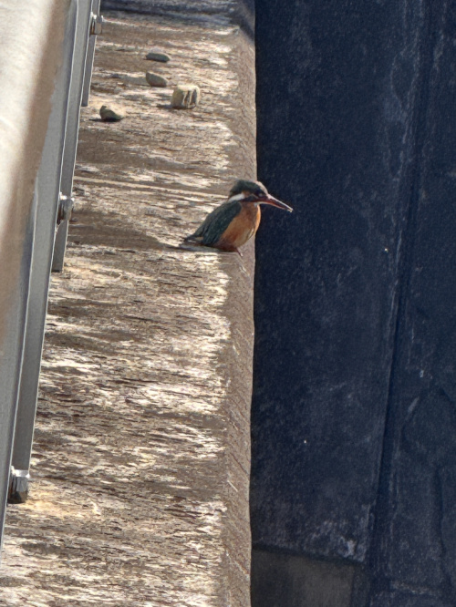 東大和市の自然の魅力：カワセミとの出会いの画像