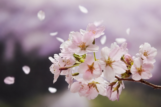 明石市内のオススメ花見スポット☆お花見へ出かけよう♪の画像