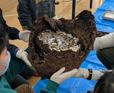 スズメバチの巣の観察の画像