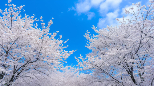 立川市の桜はいつが見頃？開花時期を解説 立川市のおすすめスポ...の画像
