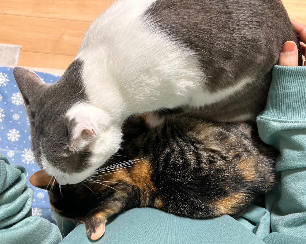 「すくすく成長中！」の画像