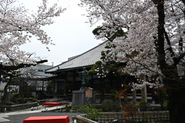 伏見区にある「墨染寺」の概要！さくらまつりについてもご紹介！...の画像