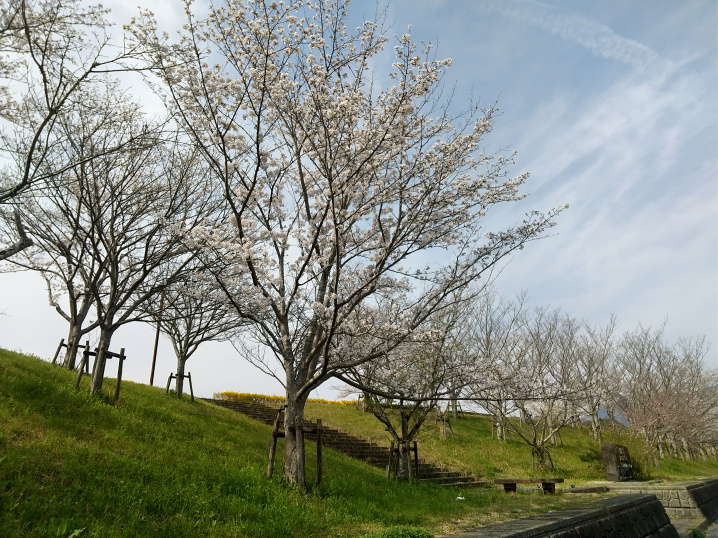 ～今年も見事に咲きました！～　ベルコート中岡横の土手桜の画像