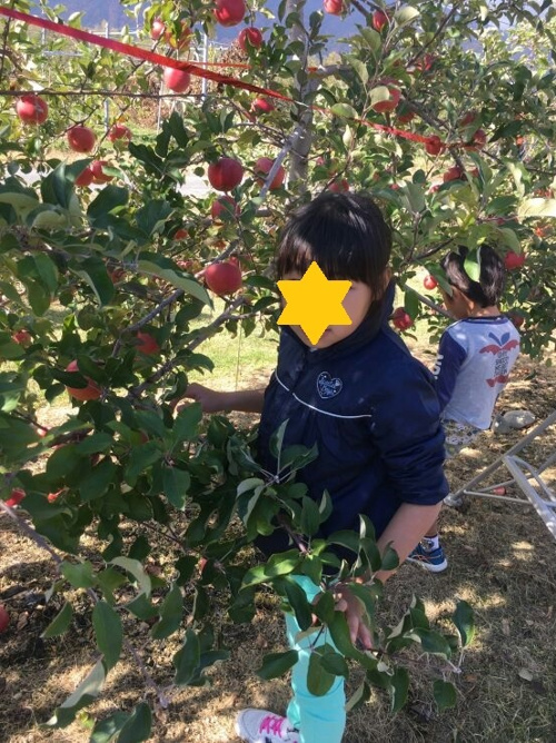 リンゴ狩りと松本城の画像