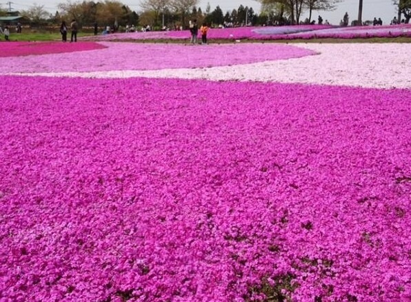 桜が見ごろですの画像