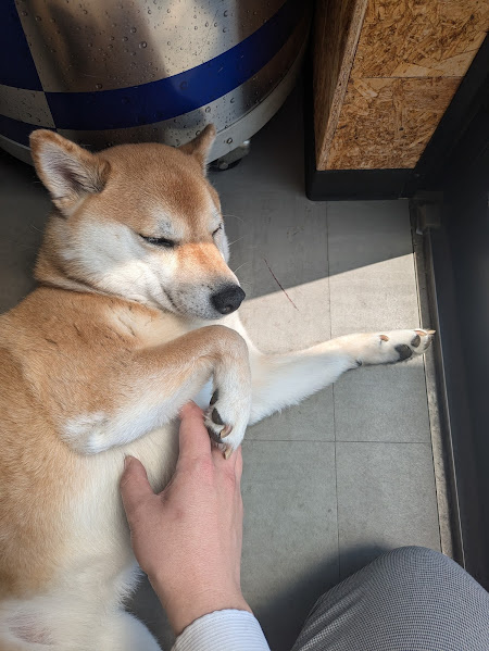 ひなたぼっこ犬の画像