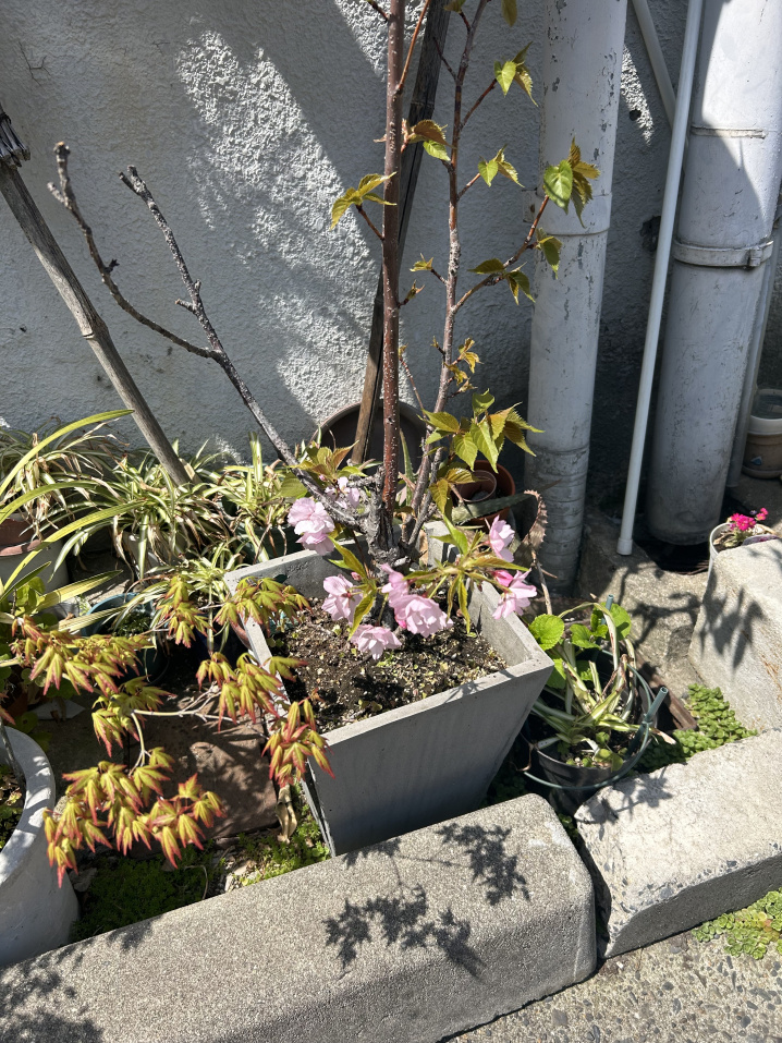☆お花見☆の画像
