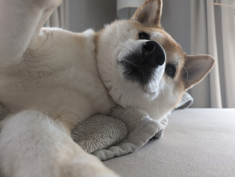 【看板犬もみじ】癒しの写真集｜日向市のペット可物件ならしんせ...の画像