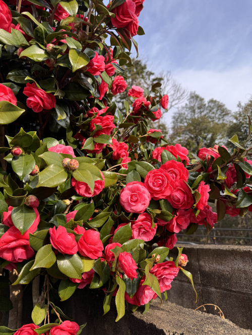 お庭で咲いたお花達の画像