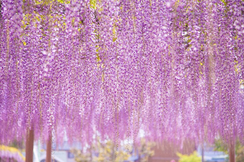 春日部市　藤