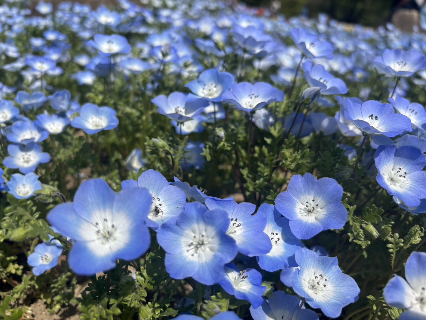 春を感じるの画像