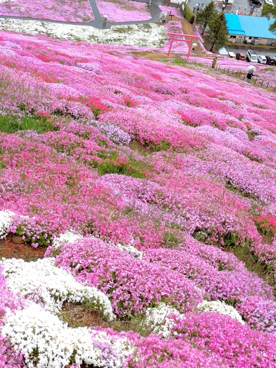東藻琴の芝桜公園へ行ってきましたの画像