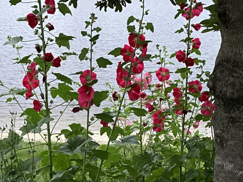 タチアオイ──梅雨の始まりと終わりを知らせる花の画像