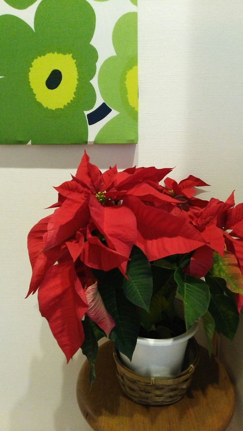クリスマス準備の画像