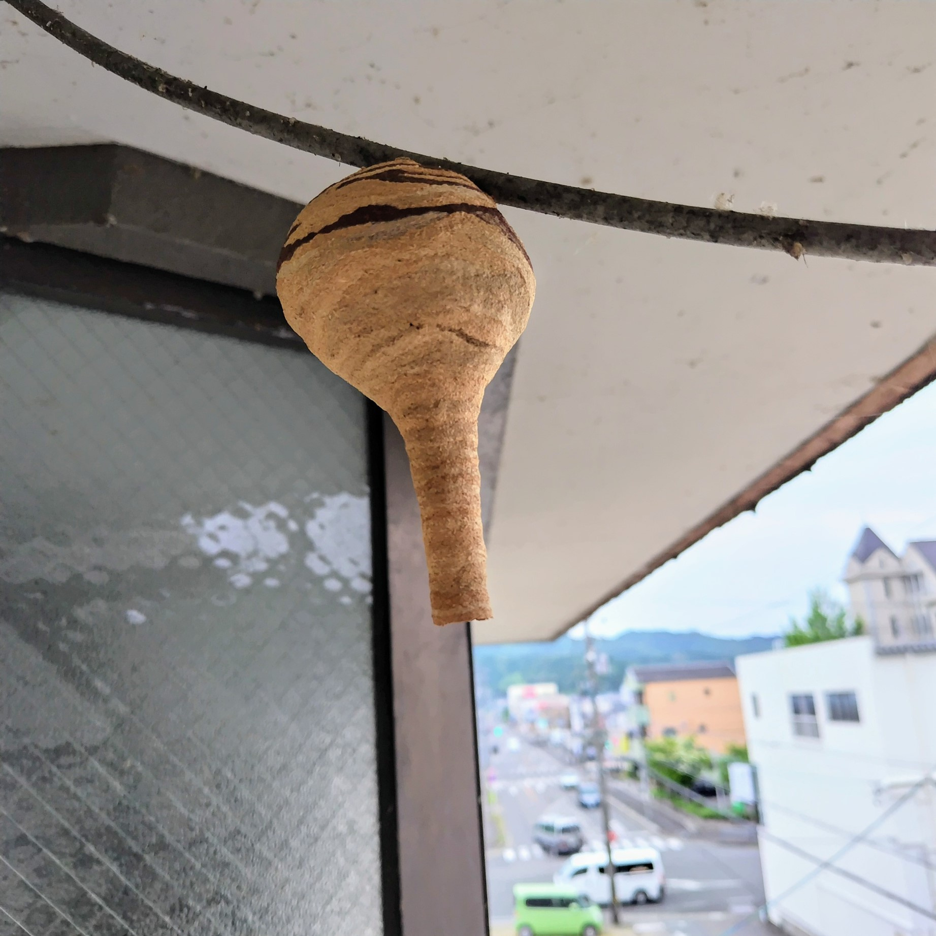 岐阜市のアパート廊下にできたコガタスズメバチの巣を撤去しまし...の画像