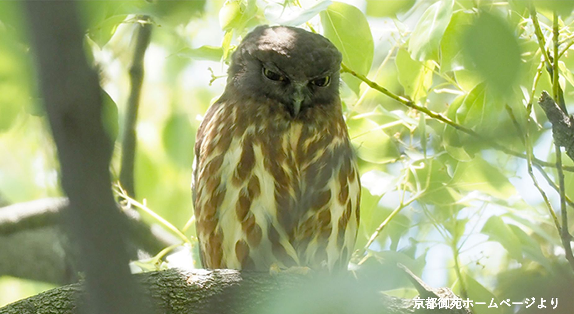 京都御苑でどんな野鳥の種類に出会える？野鳥観察と住環境の魅力...の画像