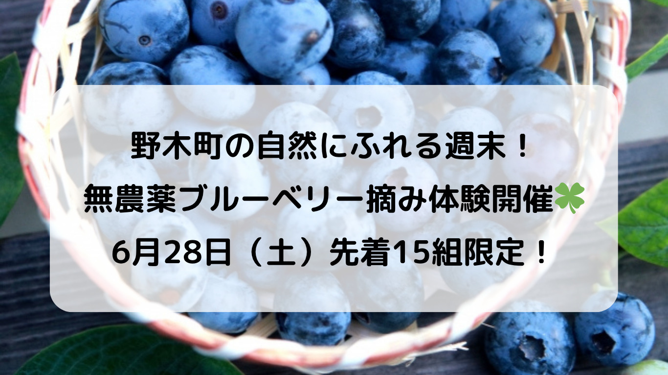 野木町で無農薬ブルーベリー摘み体験！6月28日限定イベント開...の画像