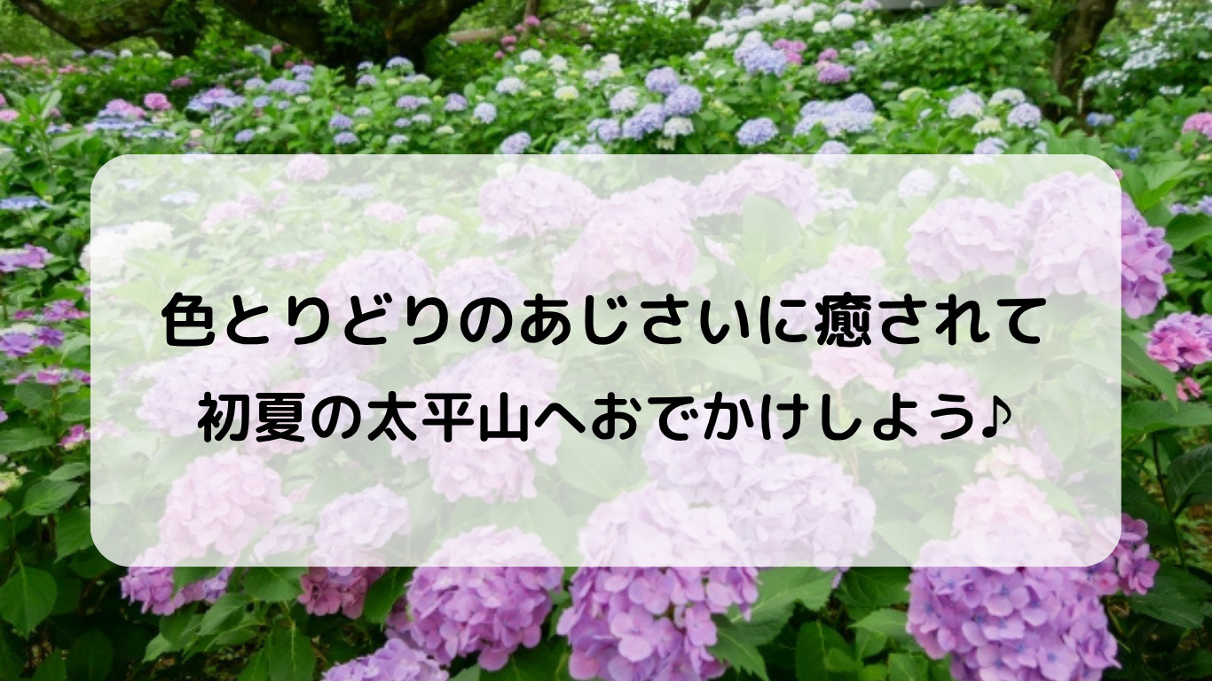 栃木市で初夏を楽しむ！太平山あじさいまつりで癒しのひとときを...の画像