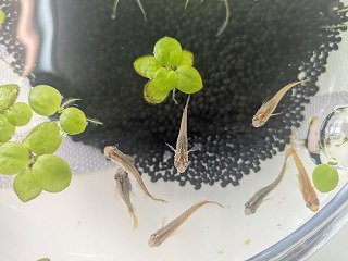 南店のメダカたちの画像