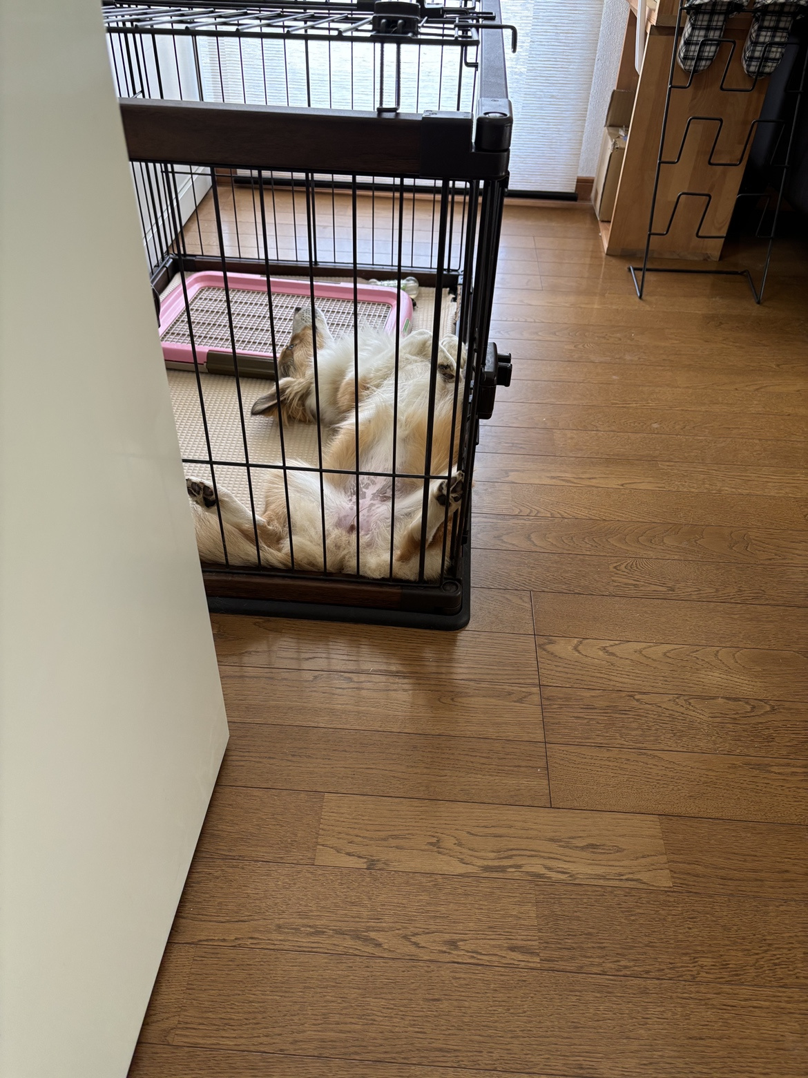 べるさんの日常1の画像