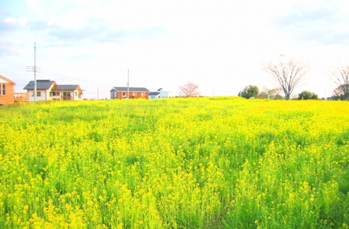 吉川市の住宅地