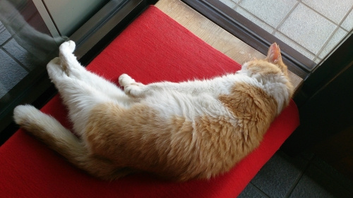 情報収集をどこでするか。の画像