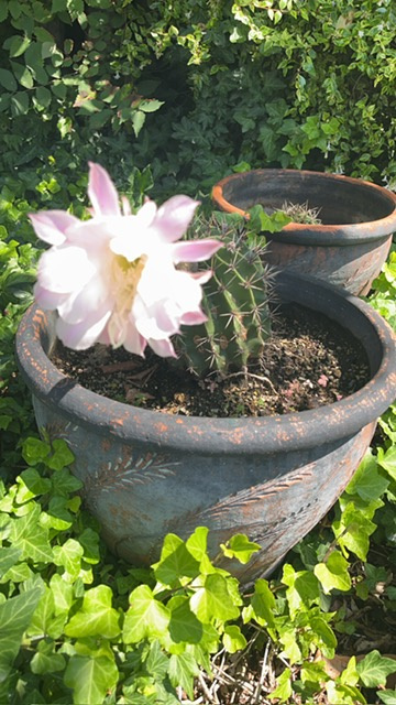 サボテンの花の画像