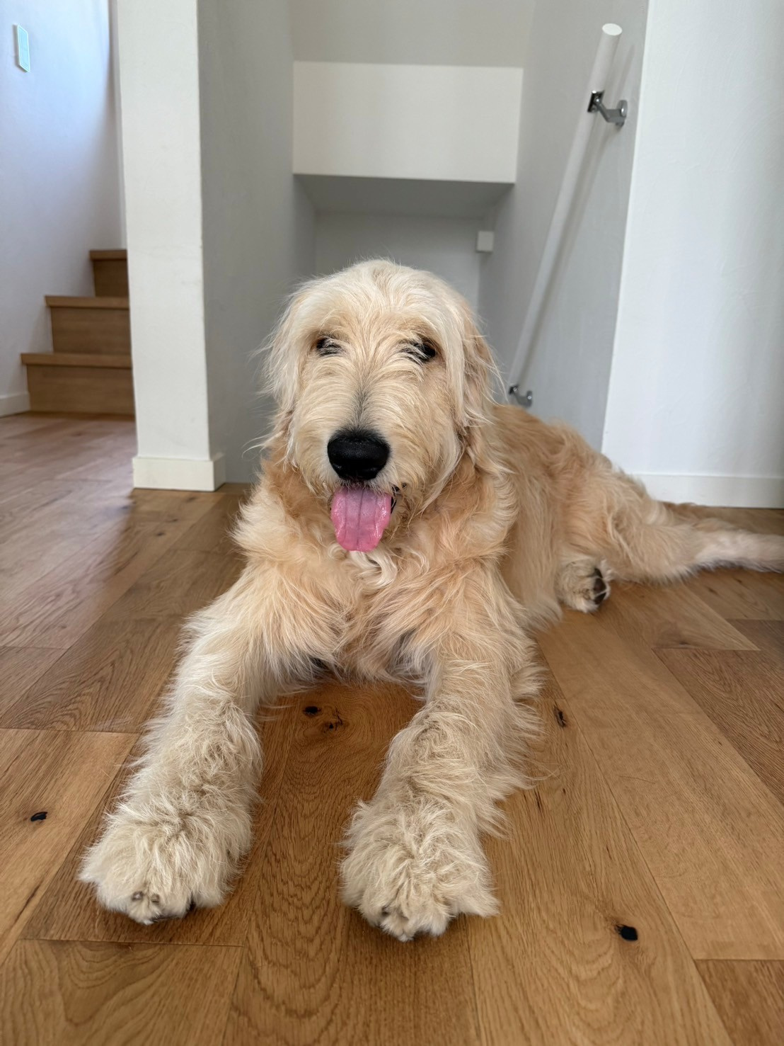 暑中お見舞い申し上げますの画像