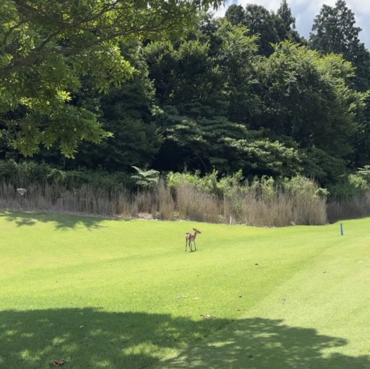 ☆ゴルフ☆の画像