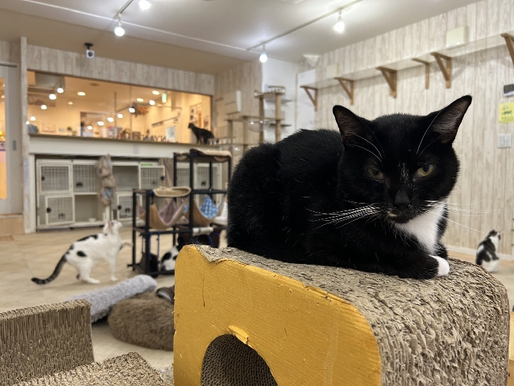 ネコと戯れの画像