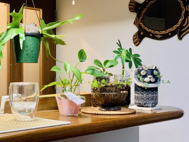 観葉植物の育て方は室内でも簡単に始められる！初心者向けのコツ...の画像