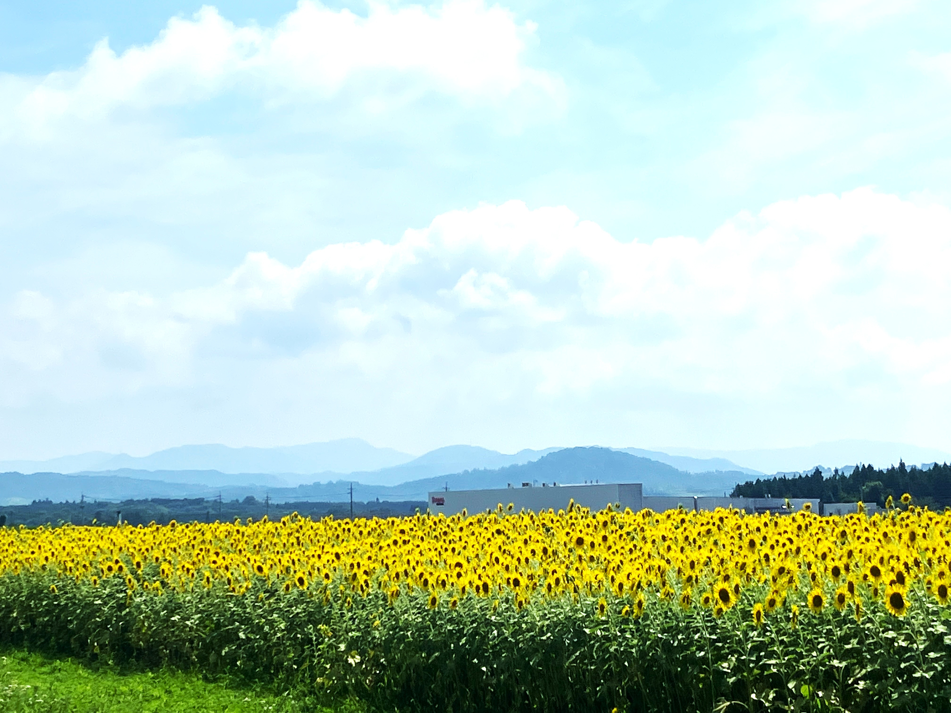 お盆休みのおしらせの画像