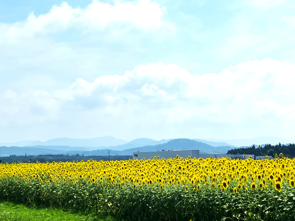 最新記事「お盆休みのおしらせ」の画像