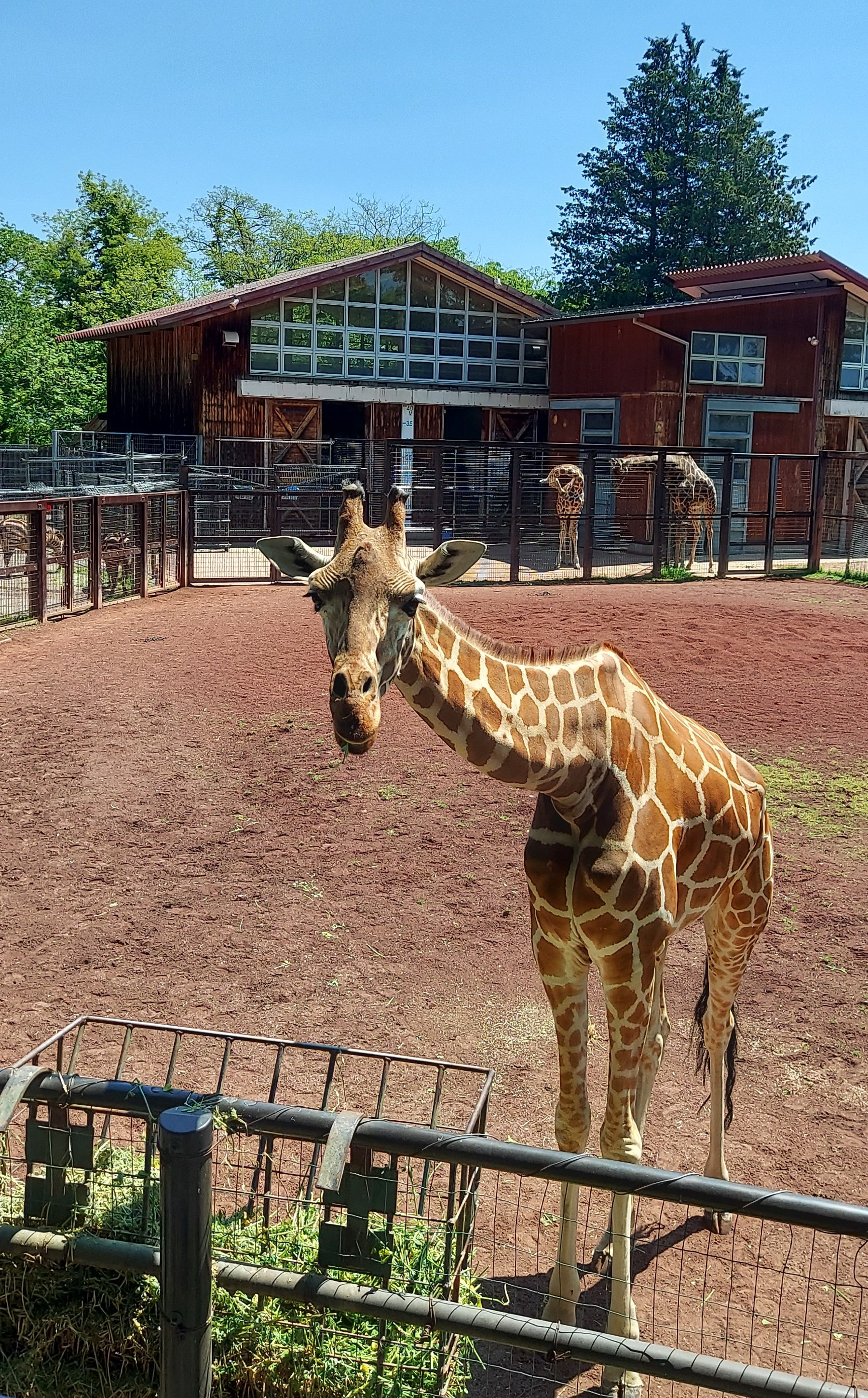 久しぶりの動物園の画像