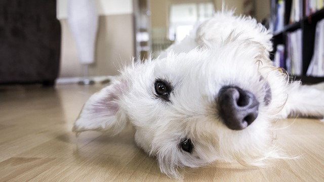 【体験談あり】ペット可賃貸の落とし穴＆対策法、トラブルを防ぐ...の画像