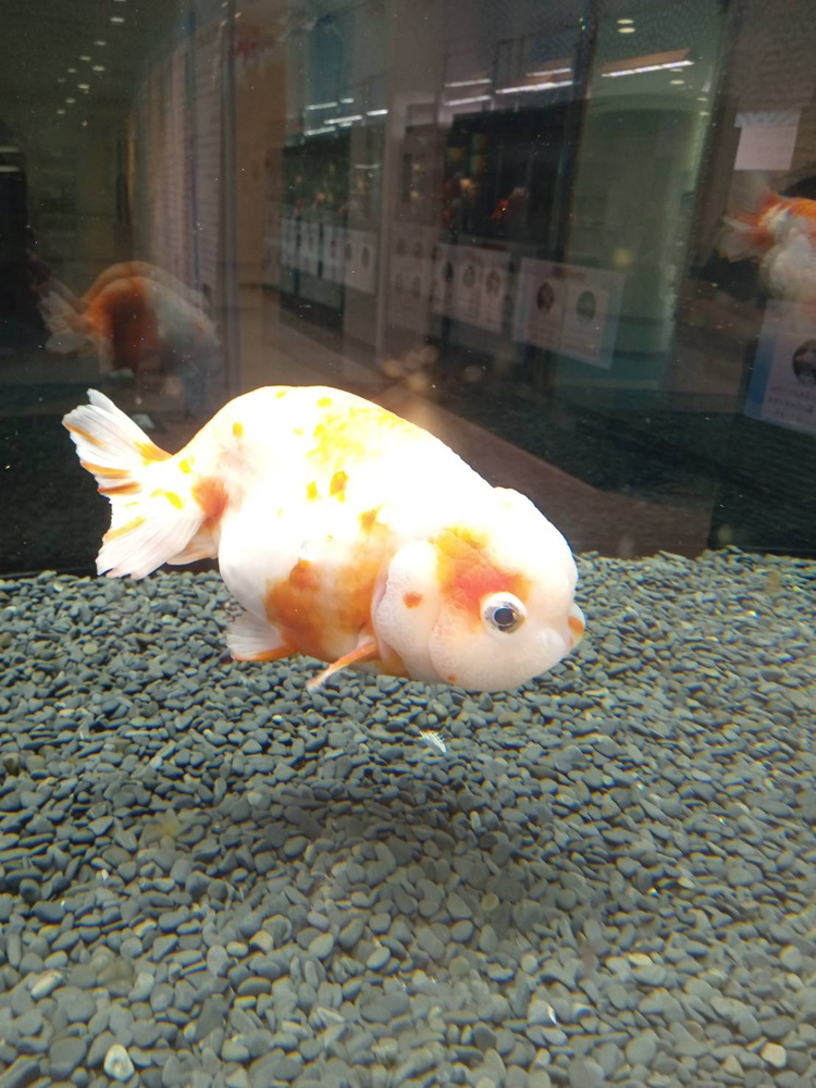 「ゴビウス～夏の金魚展」の画像