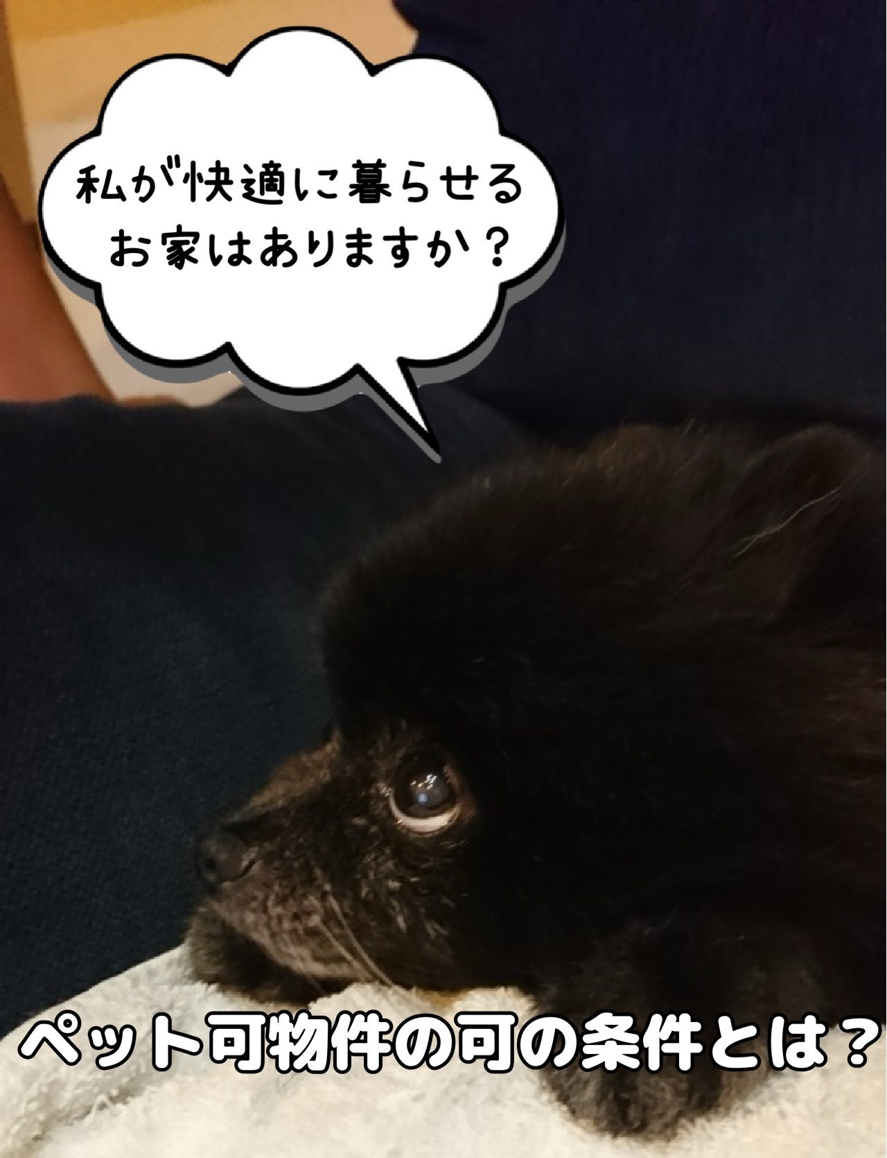 ペット可物件の“可”の条件とは？の画像