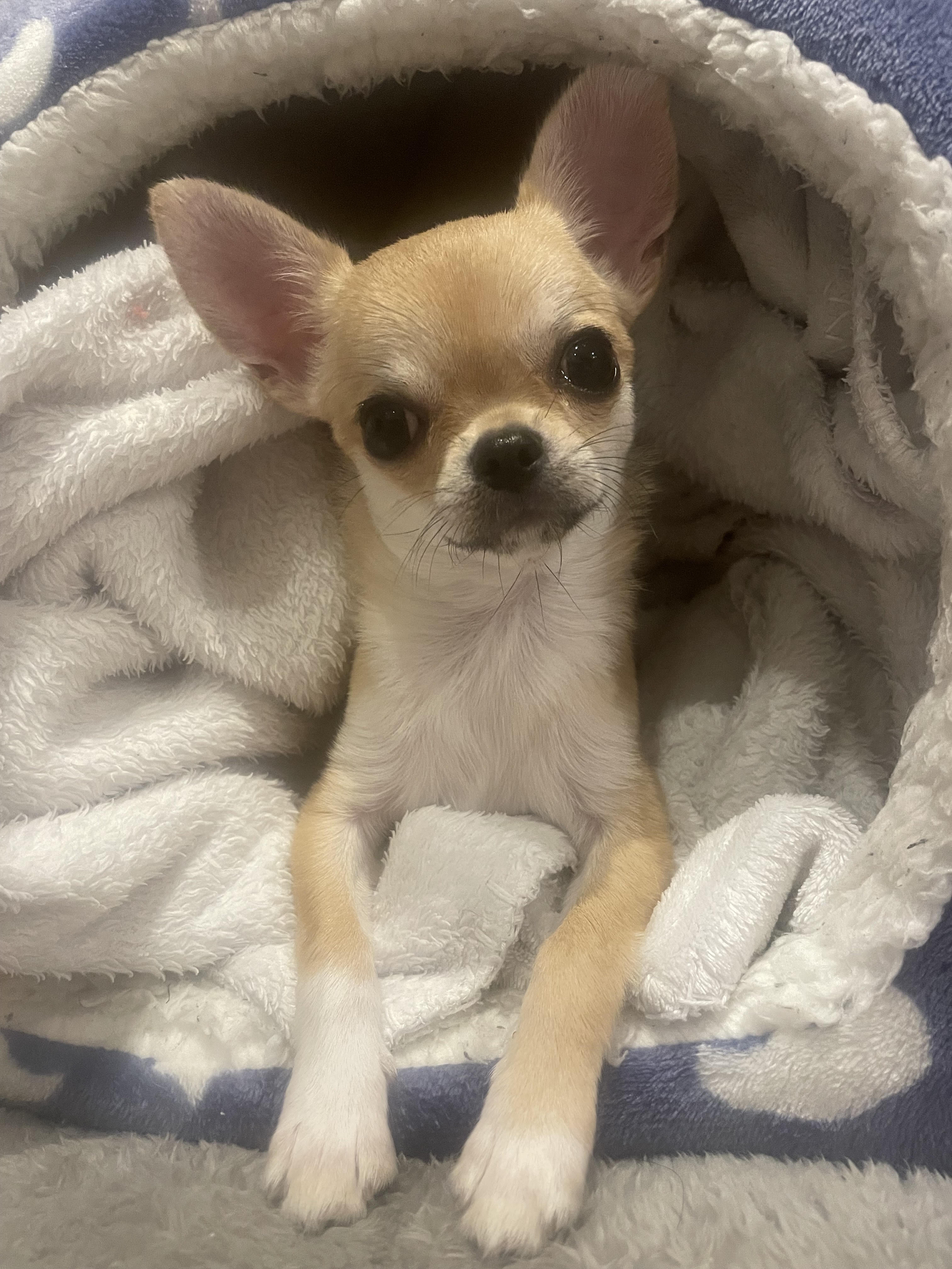 ポワンと歩く千歳烏山｜駅周辺スーパーおすすめ【2025年9月...の画像