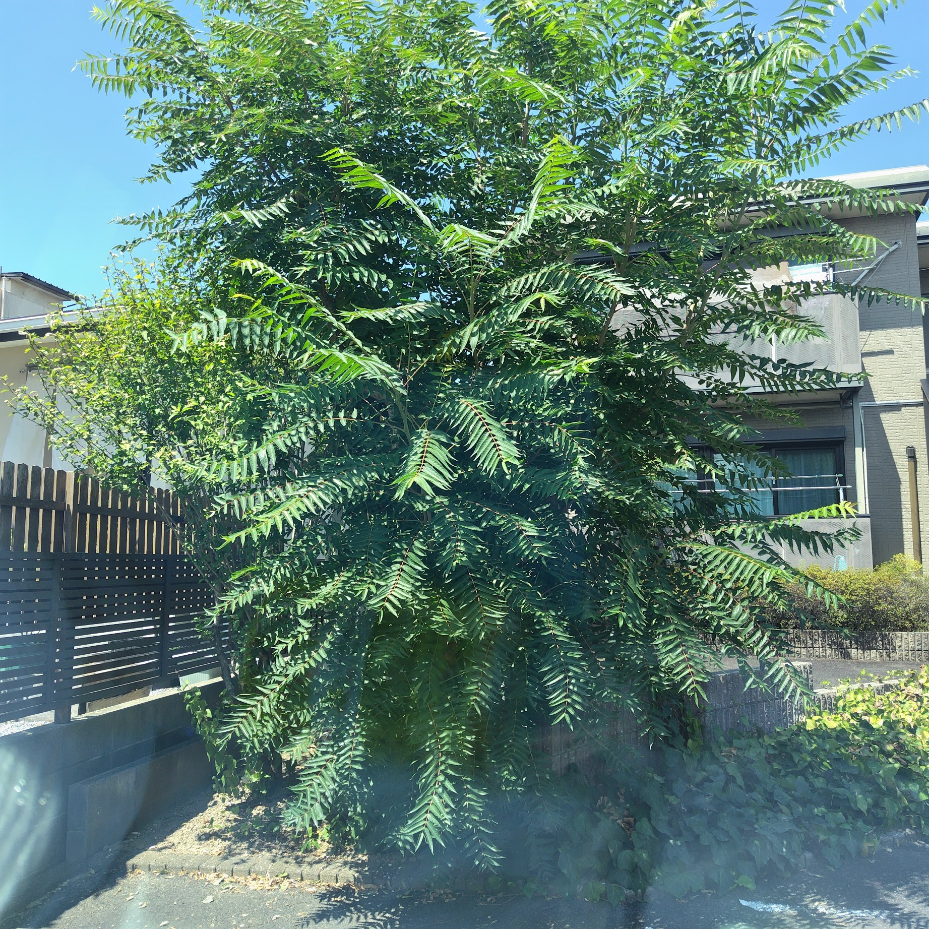 剪定したはずなのに…3ヶ月でモジャモジャ！岐阜市の不動産会社...の画像