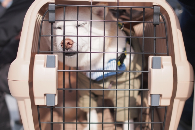 ペットを飼っていた不動産は売却しづらい？不利になる理由や対策...の画像