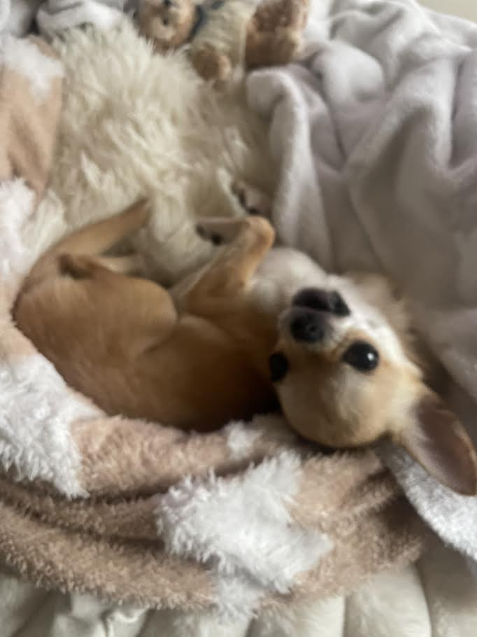 【2025年9月最新版】株式会社TOB千歳烏山本店が厳選！ポ...の画像