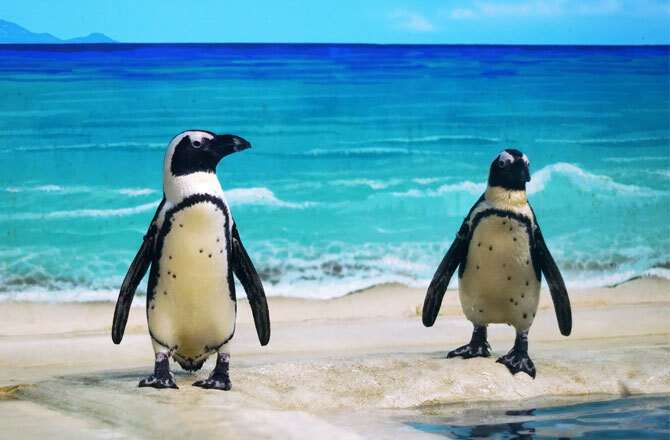 「ペンギンがやってくる　　大宮北ハウジングステージ」の画像