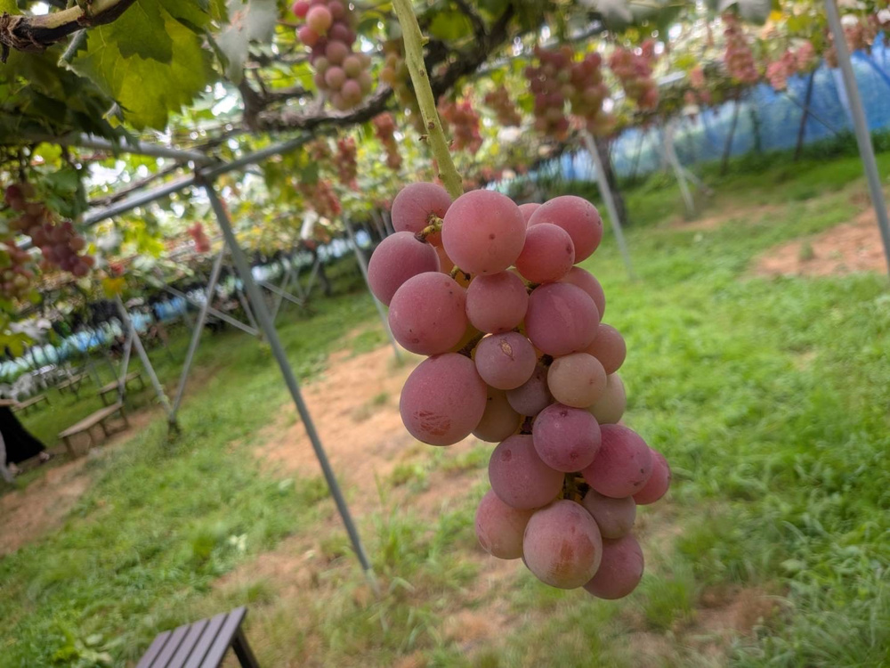 「【鶴岡市】ぶどう狩り」の画像