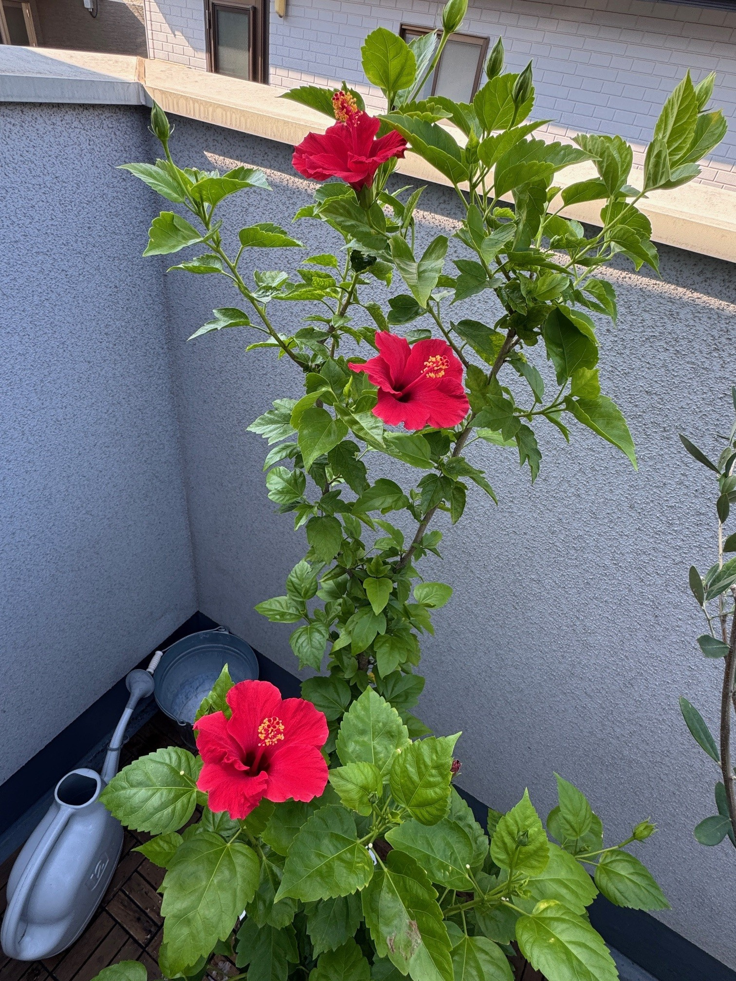 ハイビスカス乱れ裂きの画像