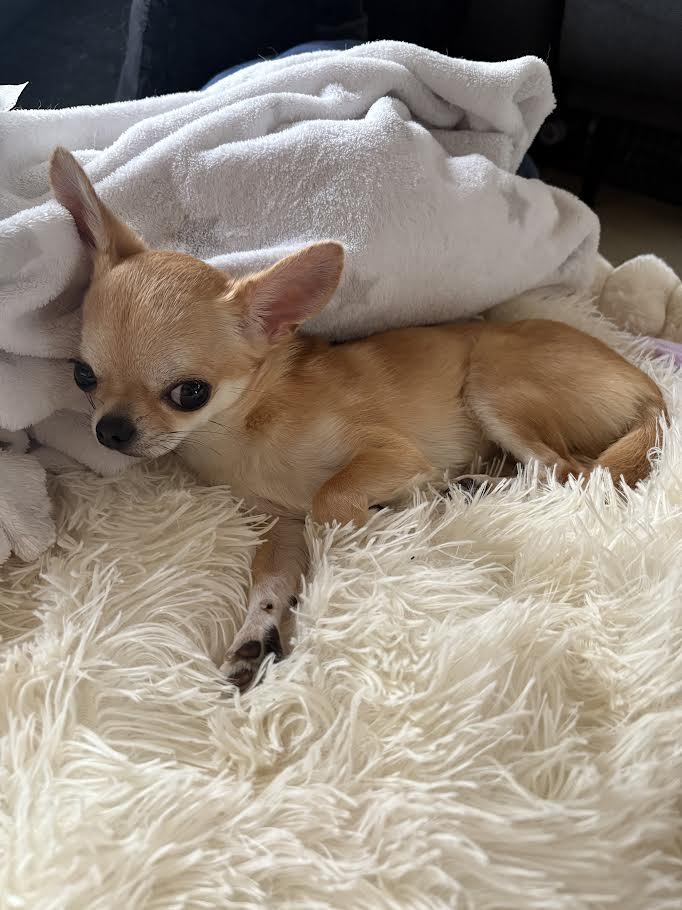 【2025年9月最新】 千歳烏山で行きたい！焼肉おすすめ5選...の画像